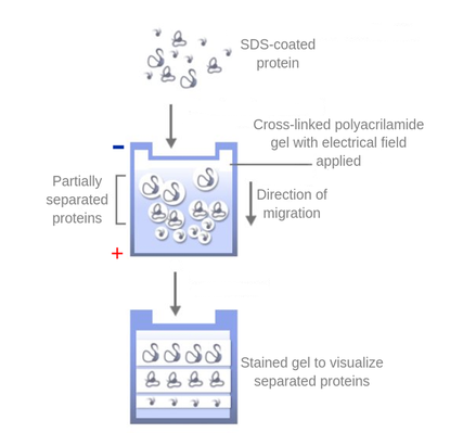 sds gel electrophoresis