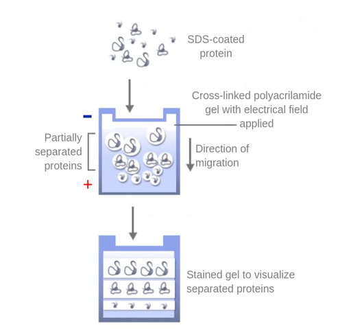 Oben im Bild sind SDS-beschichtete Proteine, die als schwarze, verschlungene Stränge unterschiedlicher Größe dargestellt sind. Unten sind die Proteine in einem blauen Rechteck mit Minuszeichen oben und Pluszeichen unten angeordnet. Das Rechteck heißt 