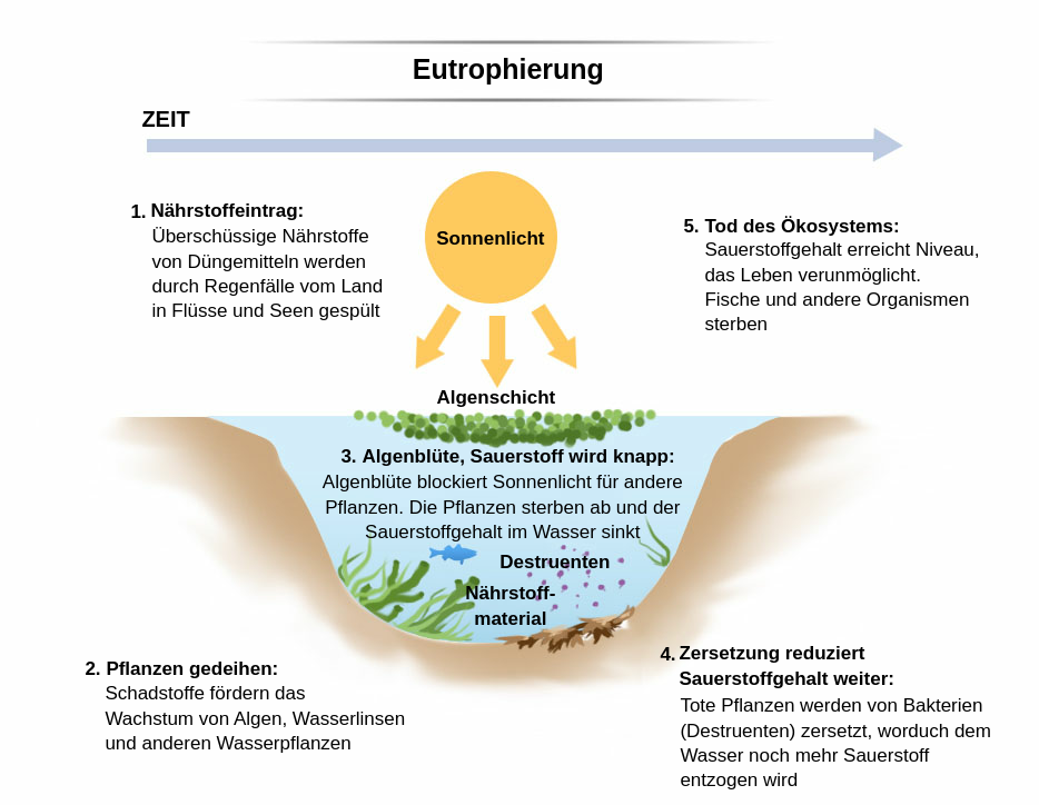 Eutrophierung Labster Theory
