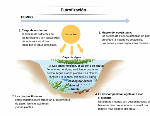 La imagen explica gráficamente el fenómeno de la eutrofización. Los rayos del sol, representados por las flechas amarillas, brillan sobre una gruesa capa de algas en la superficie de la cuenca de agua. Debajo, se muestra la imagen de un pez, junto con unos pocos organismos flotantes de forma irregular llamados descomponedores. En el fondo de la cuenca, están las plantas, junto con un montículo marrón de material nutriente. Las etapas de la eutrofización aparecen numeradas. Número 1 - Carga de nutrientes: el exceso de nutrientes procedentes de los fertilizantes son arrastrados por el agua de lluvia desde la tierra hasta los ríos o lagos. Número 2 - Florecimiento de las plantas: estos contaminantes provocan el crecimiento de algas, lentejas de agua y otras plantas acuáticas. Número 3 - Las algas florecen, el oxígeno se agota: las algas florecen, impidiendo que la luz del sol llegue a otras plantas. Las plantas mueren y el oxígeno del agua se agota. Número 4 - La descomposición agota aún más el oxígeno: las plantas muertas son descompuestas por bacterias descomponedoras, consumiendo todavía más el oxígeno del agua. Número 5: Muerte del ecosistema: los niveles de oxígeno llegan a un punto en el que la vida es insostenible. Los peces y otros organismos mueren.