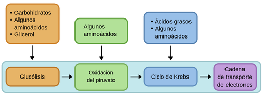 Diagrowa que muestra las rut​​ascatabólicasde losazúcares，aminoácidosyácidosgrasos。Se Muestran Los Cuatro Pasos de laRespiraciónCeluary：LaGlucólisis，LaOxidacióndelPiruvato，El Ciclo de Krebs Y La Cadena de Transporte De Transporte De Transporte De Transporte De Transporte De Transporte De Transporte de Transporte De Transporte De Transporte De Transporte De Transporte De Transporte De TransuralteLos Carbohidratos，Junto Con algunosaminoácidosy el Glicerol，Inician Sus ReacionesCatabólicasDuranteLaGlucólisis。Algunosaminoácidoslas Inician durante laOxidacióndelpiruvato。PORúltimo，杜兰特El Ciclo de Krebs，LosÁcidosGrasosY AlgunosAminoácidosInicianSus ReacionesCatabólicas。
