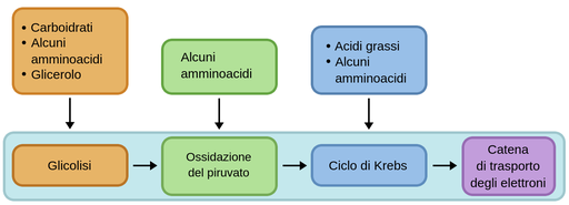 每个南瓜的分解代谢速率为，氨基酸的分解速率为，氨基酸的分解速率为。呼吸细胞最常用的方法是:呼吸，呼吸，呼吸，呼吸，呼吸，呼吸，呼吸，呼吸。我的名字是，così来了，我的名字是，来了，我的名字是，来了，我的名字是，来了。我有一种非常强烈的冲动。在克雷伯氏菌中，有少量的氨基酸进入分解代谢。
