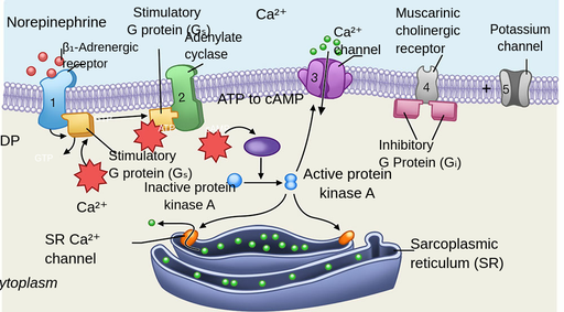 Sympathetic Nerves Effect On The Heart Labster Theory