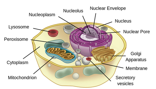 labeled eukaryotic cells