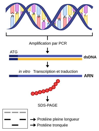用图表描述étapes，然后测试protéines。总之，一个hélice，一个双布林représentée。在région中intéresse是à一个PCR扩增片段，它可以提供足够的拷贝数。套间，在体外转录和反转录。一个密码représenté一个密码départ à l'extrémité 3'。Une protéine, représentée par Une chaîne de points rouge, est assemblée吊坠la traduction。Les protéines sont ensuite analysées par SDS-PAGE，一个procédé在一个矩阵中électrique在一个节点上实现一个节点的雄序。一个简单的例子résultats SDS-PAGE est représenté， où在一个高原上的凝胶représentent protéines。一个带子protéine complète se trouve près在高原上的一个带子上，它是protéine tronquée se trouve和腰部的带子。
