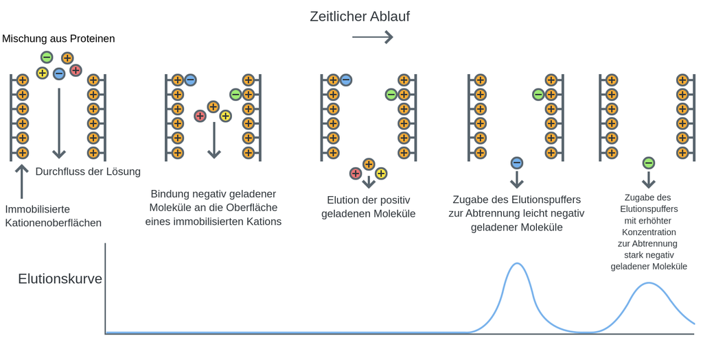 Ionenaustauschchromatographie Labster Theory
