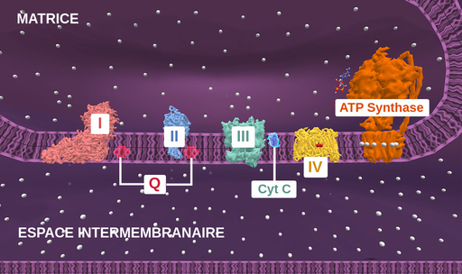 Schéma des structures impliquées dans la chaîne de transport d'électrons。它的结构是encastrées在膜上在线粒体之间，在基质之间，在膜间。四元配合物protéiques， étiquetés 1,2,3 et 4，在膜上的其他部位。这个复合物是你的朋友protéines repliées。Après复合体4，一个ATP合酶encastrée在膜上。这些配合物形成的原理结构impliquées在运输d'électrons上。在配合物1和2之间，在配合物2和3之间，转运因子加上小的，étiquetés辅酶Q，转运因子électrons络合物。在配合物3和4中，可以作为运输的因素appelé细胞色素C。