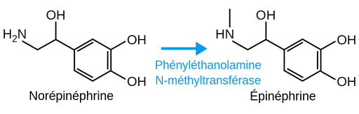结构Chimiques de laNorépinéphrineet del'épinéphrine