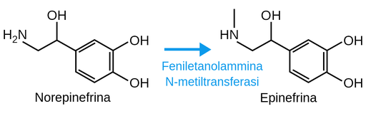 Struttura chimica di norepinefrina ed epinefrina