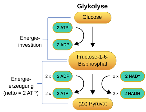 Ein Diagramm, das die Schritte der Glykolyse skizziert. Glukose ist der Startpunkt. Zunächst führt ein Pfeil von der Glukose zum Fruktose-1,6-bisphosphat. Dieser Pfeil ist beschriftet, um zu zeigen, dass für die Reaktion eine Energieinvestition erforderlich war. Die Investition erforderte 2 Moleküle ATP, die zu ADP dephosphoryliert wurden. Als Nächstes führt ein Pfeil von Fructose-1 6-biphosphat zu 2 Molekülen Pyruvat. Diese Reaktion erzeugt Energie, wobei 4 Moleküle ADP phosphoryliert werden, um 4 Moleküle ATP zu erzeugen. Für die Glykolyse als Ganzes ergibt sich ein Nettogewinn von 2 Molekülen ATP. Außerdem werden bei der zweiten Reaktion 2 Moleküle NA Dplus zu 2 Molekülen NADH reduziert. Die zwei Moleküle Pyruvat sind das Endprodukt der Glykolyse.