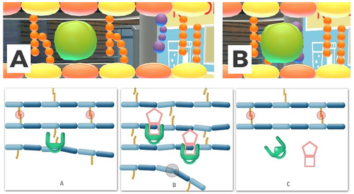 The upper images present the mechanism of inhibition of transpeptidase enzyme. Two horizontal rows of yellow spheres represent the bacterial cell wall building blocks. Between them are vertical, parallel orange chains of peptidoglycan, sticking out from the upper and lower yellow spheres. On the upper left image, those orange chains are connected together by the action of a green molecule. On the upper right image the action of the green molecule is inhibited by the purple molecule binding to it. The lower images present resistance of the bacteria on beta-lactam antibiotic. First panel presents normal action of transpeptidase enzyme, middle panel presents the inhibited action of the enzyme by a molecule of beta-lactam antibiotic, and the last panel presents mutated transpeptidase enzyme, which no longer binds antibiotic, so his action is not inhibited.
