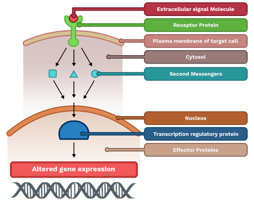 我们把它写在上面，Extrazelluläres Signalmolekül，或者grünen，我们把它的结构写在上面，我们把它写在横轴上，我们把它写在上面。在grünen的下面我们要做的是在dunkelgrünes样方中我们要做的是在dunkelgrünes样方中我们要做的是在dunkelgrünes样方中我们要做的是dunkelgrünen样方中。Alle dunkelgrünen Strukturen werden是“第二信使”bezeichnet。Vom dunkelgrünen克瑞斯得到在施沃兹Pfeil durch的dunkelblue，水平的Linie，在Zytosol的Kern trent，和在地狱蓝，和在地狱蓝，halbkugelförmige结构图尔，是“转录调节蛋白”bezeichnet线。这是一个大的时代让我们在机械中重新开始Kästchen在Bezeichnung“Veränderte基因表达”在einem片段在Doppelhelixstruktur darunter。