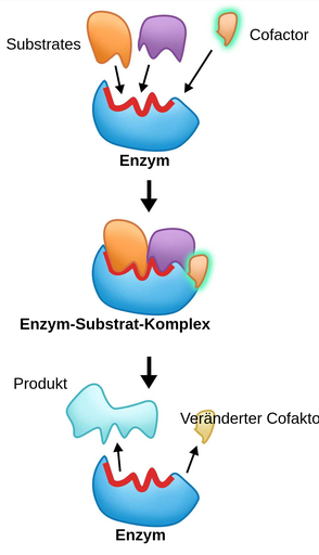 Wie Ist Ein Enzym Aufgebaut Cofactor - Labster Theory