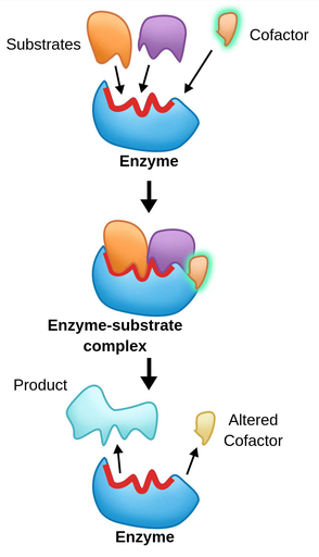 An illustration of the co-factor’s role in the enzyme-substrate-complex. The co-factor is represented in light orange and it is highlighted with green. Two substrates are represented in orange and purple and the enzyme is represented in blue. The yellow co-factor binds to the enzyme at the binding site which is highlighted in red. Together with the substrates and the enzyme, all four elements create the enzyme-substrate-complex. This leads to a reaction and leaves the enzyme with the product in a changed state. 
