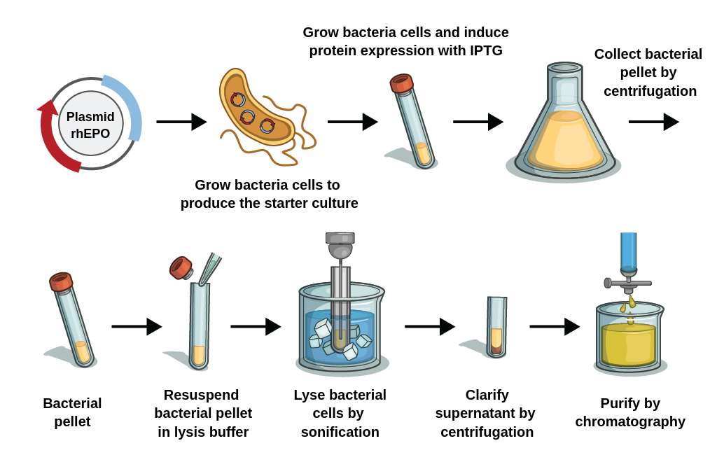 Expression system starts with inserting recombined plasmid into bacteria cell and producing starter culture. Growing bacteria protein expression is induced with IPTG. Grown bacterial pellet is collected using centrifugation and resuspended in lysis buffer. Then, bacterial cells are lysed through sonification and obtained proteins in supernatant are purified by chromatography.