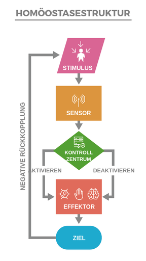 EIN Flussdiagramm，DAS Die Geordnete Abfolge des Prozesses derHomöossaseZeigt。Es Beginnt Mit Dem刺激措施，Gefolgt von Einem Pfeil Nach Unth，Der AUF DAS Wort传感器Zeigt。dernächstepfeilzeigt vom sensor zum kontrollezentrum。VOM KONTROLLZENTRUMFÜHRENZWEIPFEILEZUMNÄCHSTENSCHRITTIM PRIZESS，DEM Effektor。der pfeil auf der linken seiteheißt“aktivieren”und der pfeil auf der rechten seite“Inaktiieren”。AlsNächsteszeigt einabwärtspfeilvom effektor zum ziel。VOM Ziel Aus Verzweigt Sich Ein Pfeil Nach Links und Nach Oben，UM Zum Stimulus AM Anfang des DiscummsZurückZuführen。