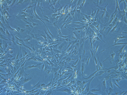 Corneal epithelial cells