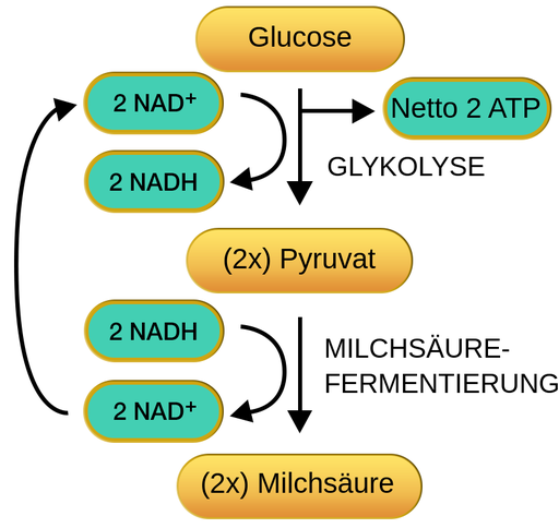 Schematische Darstellung der Schritte der Anaeroben Zellatmung。ZunächstWird glukose Einer Glykolyse Unterzogen，UM 2MOLEKÜLEPYRUVATZU​​ Erzeugen。Während成果Schritts Werden 2 NAD Zu 2 NADH Reduziert und insgesamt 2 ATP Erzeugt。Die 2 Pyruvate Durchlaufen Dann DieMilchsäuregärung，北德·2米尔赫斯韦尔郡恩特吉伦。Während成果Prozesses Werden 2 NADH Zu 2 Na D Plus Oxidiert