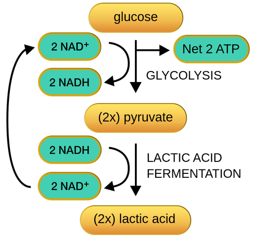 anaerobic respiration diagram