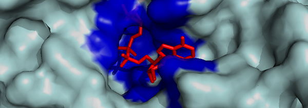 On a model of alcohol dehydrogenase the active site where NAD+ can bind to, is colored blue and NAD+ is colored red