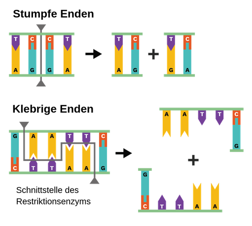 DNA-Stränge zu sehen, die jewel in Beispiel für einen DNA-Endtyp zeigen。那个时代是永恒的，那个永恒的。DNA-Strang序列T, C, C, T是Rückgrat，序列A, G, G, A是Rückgrat。我的身体里有一根垂直的DNA。在dna序列G, A, A, T, T, C上Rückgrat，在dna序列C, T, T, A, A, G上Rückgrat。我是第一个从这两个城市开始的人Grundgerüst，这两个城市是垂直的，这两个城市是水平的，这两个城市是垂直的，这两个城市是Rückgrat的。我们一直在一起。在Teil mit dem oberen Grundgerüst A, A, T, T und dem End-Basenpaar C,G。他们的最好的朋友是我们的Anfangs-Basenpaar G, C和他们的下级Rückgrat T, T, A, A。