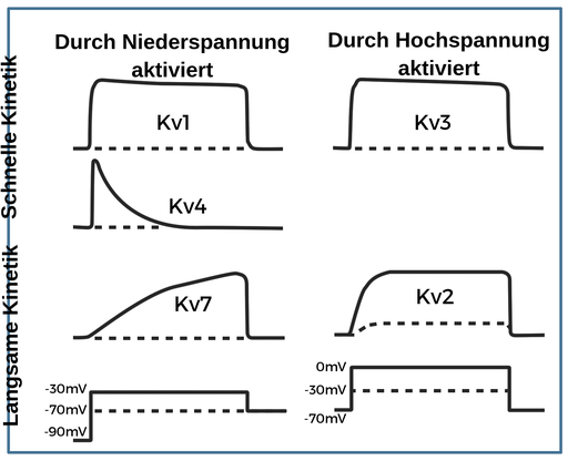 DieSpannungsabhängigeAktivierungskinetikdes Kalium-ionenkanals Kann在Eine Schnelle和Eine Langsame Kinetik unterteilt Werden，Sowie，Eine durch niedrige niedrige spannung spannung spannung spannung spannung aktivierte和Eine derne durch durch durch hohehehehehehehehehehehehehe spannung spannung spannung spannung spannung spannung spannung spannung aktivierte。Schnelle Kinetiken Werden Durch Die dieKaliumionenkanälek v 1，k v 3 und k v 4 dargestellt。Langsame Kinetik zeigen die Kalium-Ionenkanäle K v 7 und K v 2. Bei einem durch niedrige Spannung aktivierten Kanal steigt in Schritt 1 die Spannung von minus 90 auf minus 30 Millivolt, in Schritt 2 bleibt die Spannung konstant bei minus 30 Millivolt, in Schritt3 Sinkt Die Spannung Auf负70毫伏。K V 1，K V 4 UND K V 7 SIND DURCH NIEDRIGE SPANNUNG AKTIVIERTEKANäle。K V 1帽子Einen Schnellen Anstieg des Stroms Bei Schritt 1，Bleibt Konstant，Dann Gibt es Bei Schritt 3 Einen Schnellen Abfall。K V 4帽子Einen Schnellen Anstieg des Stroms Bei Schritt 1，Dann Gibt es eine Exponentielle Abnahme。K V 7 Hat Einenallmählichenanstieg des Stroms ab Schritt 1，Dann Einen Steilen Abfall Bei Schritt 3.在Einem Hochspannungsaktivierten Kanal Steigt中Schritt 6 Sinkt Die Spannung Auf负70毫伏。K V 3 UND K V 2 SindHochspannungsaktivierteKanäle。 K v 3 hat einen schnellen Anstieg des Stroms bei Schritt 4, bleibt konstant und nimmt dann bei Schritt 6 schnell ab. K v 2 hat einen allmählichen Anstieg des Stroms bei Schritt 4, bleibt konstant und hat dann einen schnellen Abfall bei Schritt 6.