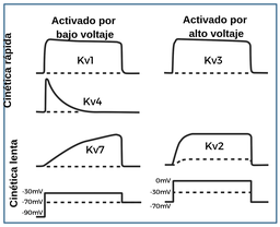 La cinética de la activación por voltaje del canal iónico de potasio puede dividirse en cinética rápida y cinética lenta y en activada por bajo voltaje y activada por alto voltaje. La cinética rápida se representa con los canales iónicos de potasio K v 1, K v 3 y K v 4. La cinética lenta se representa con los canales iónicos de potasio K v 7 y K v 2. En un canal activado por bajo voltaje, durante el paso 1, el voltaje sube de menos 90 a menos 30 milivoltios. En el paso 2, el voltaje se mantiene constante en menos 30 milivoltios. En el paso 3, el voltaje baja hasta los menos 70 milivoltios. Los canales K v 1, K v 4 y K v 7 son de activación por bajo voltaje. El K v 1 tiene un rápido incremento en la corriente durante el paso 1, se mantiene constante y en el paso 3 registra un rápido descenso. El K v 4 tiene un rápido incremento de la corriente en el paso 1 y después registra un descenso exponencial. El K v 7 tiene un incremento gradual en la corriente desde el paso 1 y después un descenso pronunciado en el paso 3. En los canales activados por voltaje, en el paso 4, el voltaje aumenta de menos 70 a 0 milivoltios; en el paso 5, el voltaje se mantiene constante a 0 milivoltios y en el paso 6, el voltaje desciende hasta menos 70 milivoltios. Los canales K v 3 y K v 2 se activan por alto voltaje. Los K v 3 tienen una rápida subida de corriente en el paso 4, se mantienen constantes y después descienden rápidamente en el paso 6. Los K v 2 registran un incremento gradual de la corriente en el paso 4, se mantienen constantes y después tienen un descenso acusado en el paso 6.