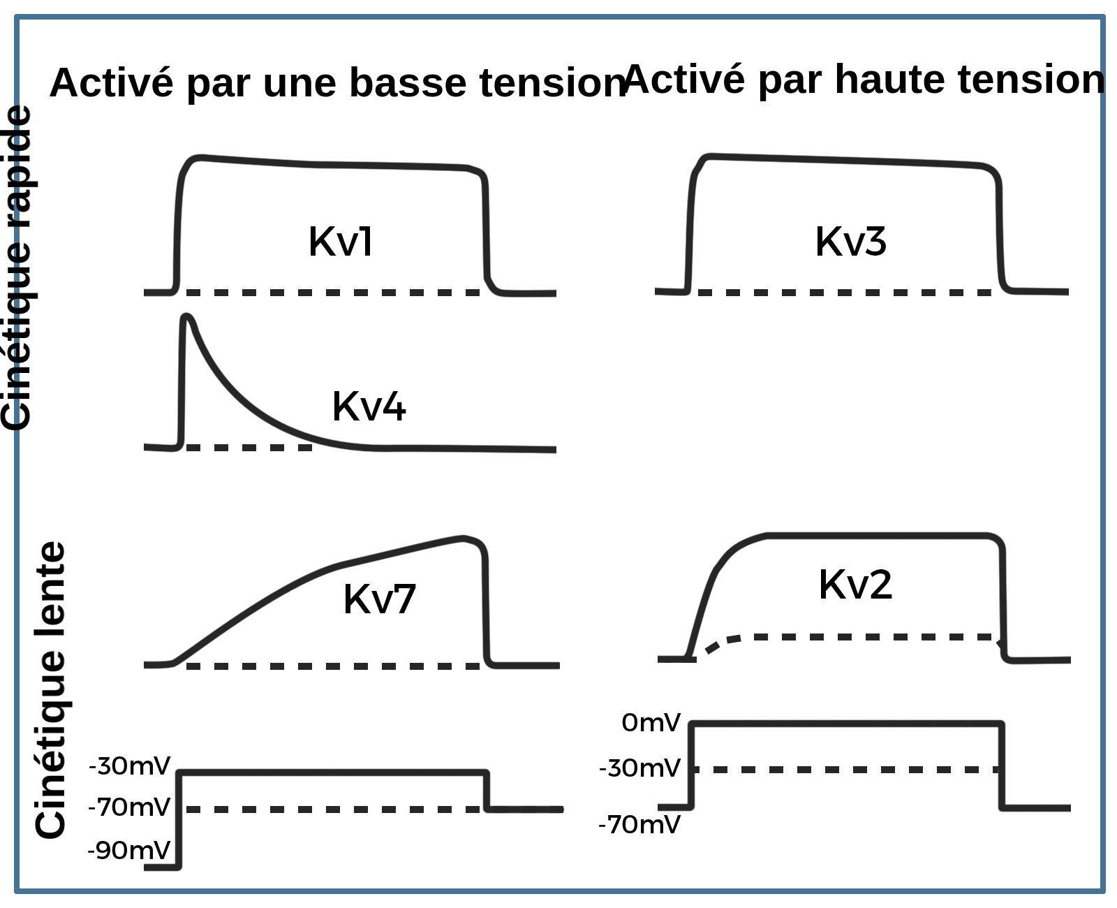 La cinétique d'activation dépendante du voltage pour le canal potassique peut être divisée en cinétique rapide et cinétique lente, et en activation à bas voltage et activation à haut voltage. La cinétique rapide est représentée par les canaux potassiques K v 1, K v 3 et K v 4. La cinétique lente est représentée par les canaux potassiques K v 7 et K v 2. Dans un canal activé par une faible tension, étape 1, la tension augmente de moins 90 à moins 30 millivolts, étape 2, la tension reste constante à moins 30 millivolts, étape 3, la tension diminue à moins 70 millivolts. K v 1, K v 4 et K v 7 sont des canaux activés par une faible tension. K v 1 a une augmentation rapide du courant à l'étape 1, reste constant, puis à l'étape 3 il y a une diminution rapide. K v 4 présente une augmentation rapide du courant à l'étape 1, puis une diminution exponentielle. K v 7 présente une augmentation graduelle du courant à partir de l'étape 1, puis une forte diminution à l'étape 3. Dans un canal activé par une tension élevée, à l'étape 4, la tension augmente de moins 70 à 0 millivolt, à l'étape 5, la tension reste constante à 0 millivolt, à l'étape 6, la tension diminue jusqu'à moins 70 millivolt. K v 3 et K v 2 sont des canaux activés par une tension élevée. K v 3 a une augmentation rapide du courant à l'étape 4, reste constant, puis diminue rapidement à l'étape 6. K v 2 a une augmentation graduelle du courant à l'étape 4, reste constant, puis a une diminution rapide à l'étape 6.