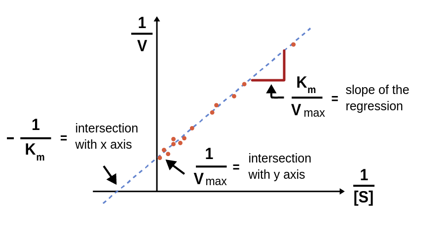 Figure 1 shows an illustration of the Lineweaver-Burk equation fitted to a double-reciprocal transformation of an enzyme kinetic dataset. The plot has 1 divided by the concentration of substrate on the x-axis and 1 divided by V on the y-axis, and it shows an increasing straight line fitted to the dataset. On the line are the y-intersection marked with an arrow where the line meets the y-axis and the x-intersection is marked with an arrow where the line meets the x-axis. Furthermore, is the interpretation of the slope of the regression marked on the line with a red marker