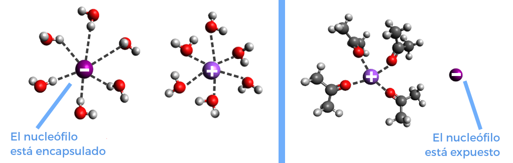 A la izquierda hay dos iones en disolvente prótico: un ion está cargado negativamente y un ion está cargado positivamente. Seis moléculas de agua han rodeado cada uno de los iones. Se han formado enlaces de hidrógeno entre los átomos de hidrógeno del agua y el anión cargado negativamente. Este anión es un nucleófilo y está rodeado por moléculas de agua. Se han formado enlaces de hidrógeno entre el átomo de oxígeno del agua y el catión cargado positivamente. A la derecha hay dos iones en un solvente aprótico: un ion está cargado negativamente y un ion está cargado positivamente. El anión cargado negativamente no está rodeado por moléculas de disolvente, por lo que está expuesto. El catión cargado positivamente está rodeado por cuatro moléculas de acetona. El oxígeno de la acetona interactúa con el catión cargado positivamente.