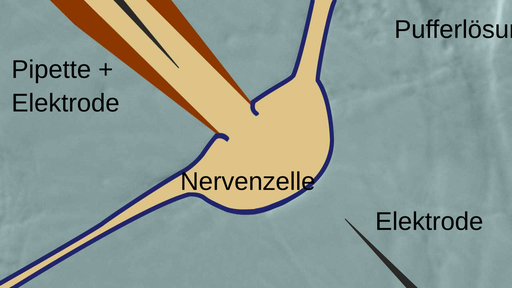 This schematic shows some components of the patch clamp technique. A neuron is in a buffer solution. A pipette and recording electrode are inside the neuron. In the buffer solution, there is a reference electrode which points at the neuron.