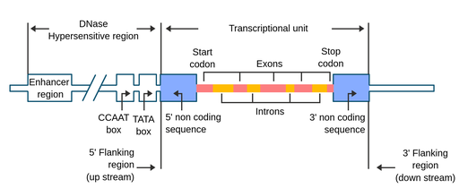 Diagram labelling the functional components of a eukaryotic gene. Two large sections are shown, with smaller sections labelled inside each main section. On the left, the first section is a DNase hypersensitive region. It consists of an enhancer region, followed by a varying amount of base pairs until the presence of a consecutive CAAT box and TATA box. The other main section of the gene is labelled as the transcriptional unit. It consists of a 5 base pair, non coding flanking unit on the upstream side, leading in from the TATA box. Next, there is a  start codon, followed by an intron. The intron is followed by an exon, and introns and exons alternate until a stop codon is reached. After the stop codon there is a 3 base pair downstream flanking unit, which is non coding.