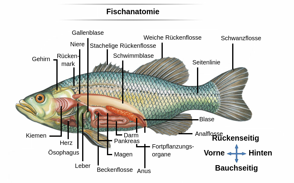 Fish anatomy presents a colorful sketch of the fish seen from its left profile. Four poles of the fish are depicted as upper, dorsally one; lower, ventrally one, anteriorly, left one, and posteriorly, right one. Some of the internal organs are marked, together with their names - brain, gills, kidney, heart, esophagus, liver, stomach, intestine, pancreas, reproductive organ, anus, bladder, swim bladder and gallbladder. Also, five fish fins are marked - pelvic fin at the bottom front, anal fin at the bottom back, spiny forsal fin at the upper front, soft dorsal fin at the upper back, and caudal fin at the back of the fish. The spinal cord and lateral line is also marked, stretching through the whole side of the fish, from the head to the caudal fin.