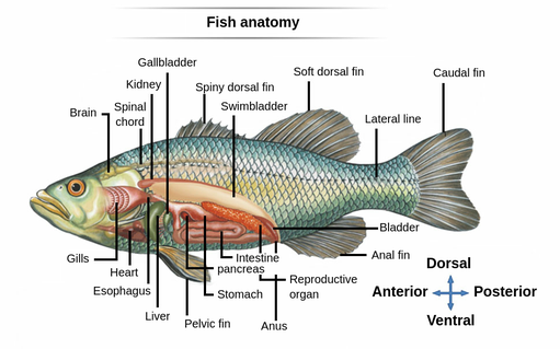 fish brain diagram