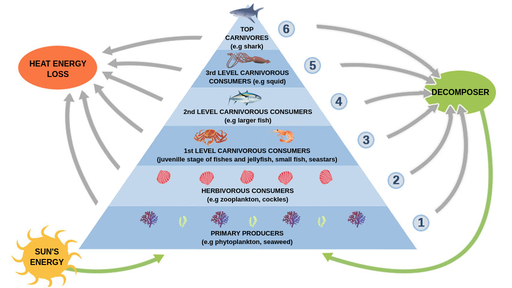 Marine Food Web Trophic Levels