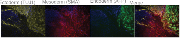 3种层免疫细胞化具套件