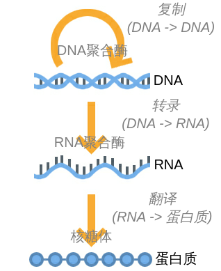 分子生物学中心法则