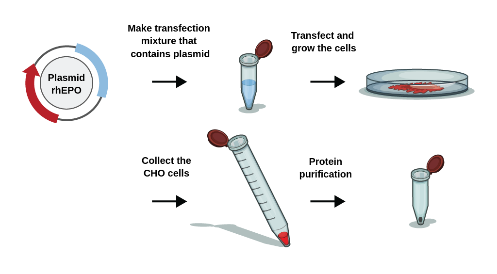 Expression system starts with creating transfection mixture with recombined plasmid. The mixture is transfected to cells. Once the cells grow, they are collected and desired protein is purified.