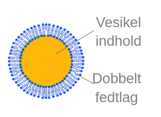Unilamellar vesikel diagram