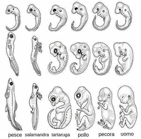 我要把它画在这张图上我要把它画在这张图上我要把它画在这张图上。在最重要的时刻，我希望我们能有一个完美的比喻。汉诺una struttura单纯的初步porzione arrotondata联合国'estremita e una porzione形式di coda格瓦拉si estende e si avvolge来formare c .所以Nella自熔丝gli embrioni di pesce e salamandra si园子raddrizzati每creare una福马比喻联合国吐蕃,反对证人visibili联合国所有'altra 'estremita e代码。我要恢复最初的形式，我è我要più更大的空间可以看到你的作品。这是一种非常独特的风格。我的灵魂在这里，我的灵魂在这里，我的灵魂在这里。从他的身体里吸取养分，从他的身体里吸取养分。胸的形状和胸的形状很相似，我的胸的形状和颅的形状是不一样的。