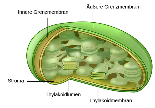 Bau Und Funktion Der Chloroplasten Photosynthese - Labster Theory