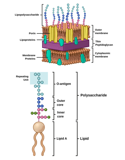 peptidoglycan structure in gram positive bacteria