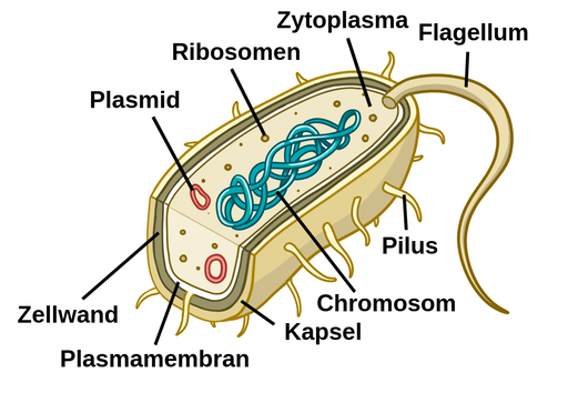 我们可以把它放在里面和äußeren结构中。鞭毛的长度很长，它的长度是最长的。Pilus sttell sich kürzere and dünnere schwanzartige Struktur dar, die über die gesamte äußere Kapseloberfläche erstreckt。Zytoplasma，在我们体内的器官中，是我们体内的原生质，是我们体内的原生质，是我们体内的原生质，是我们体内的原生质。我的酶体是质粒kleine, geschulsene, kreisförmige Strukturen dargestellt, das Chromosom viel längere, geschulsene, kreisförmige Struktur，就像größten当我们的raimimt，和核糖体kleine Kugeln，就像我们的酶体kleine Kugeln，就像我们的酶体kleine Kugeln。