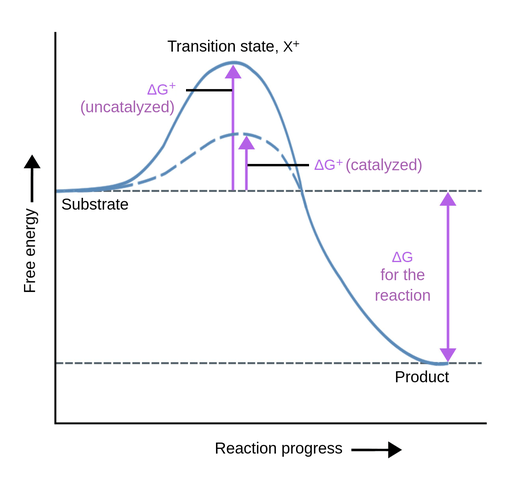 A graph illustrating the reaction from a substrate to a product. On the horizontal x-axis is the reaction progress and on the vertical y-axis is the free energy. Two reactions are illustrated with blue lines, moving from left to right, transitioning from the substrate to product. During the transition, the blue lines peak at what is referred to as the transition state. After the transition state, the blue line starts to drop and eventually becomes fully transitioned from substrate to product. The two blue lines represent two different reactions; one that is catalyzed by enzymes and one that is uncatalyzed. The reaction that has been catalyzed reaches the transition state earlier than the uncatalyzed reaction. 