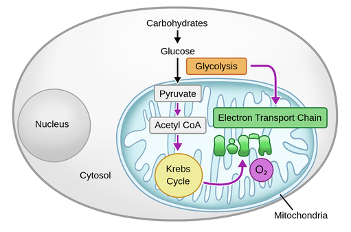 Cell Respiration Steps