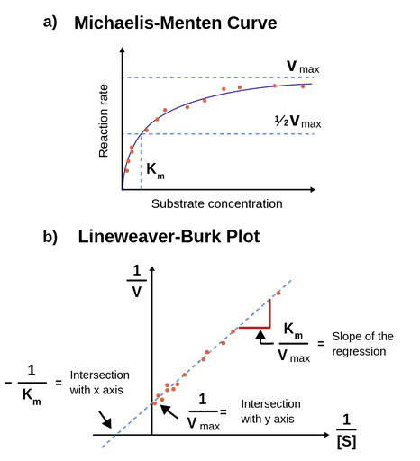 Figure 1a displays a graph of initial enzymatic reaction rates against substrate concentration, with the x-axis representing substrate concentration and the y-axis showing reaction rate. A Michaelis-Menten curve is fitted, indicating a rapid rate increase followed by a plateau. As substrate concentration rises, the reaction rate also increases but slows down as it approaches the maximum velocity, denoted as V max. The point where the reaction reaches 50% of V max is marked as "half of V max." Another parameter, k m, equals the substrate concentration at which the reaction rate is half of V max. Beneath, Figure 1b portrays the Lineweaver-Burk equation fitted to a double-reciprocal transformation of an enzyme kinetic dataset. The plot features 1 divided by the substrate concentration on the x-axis and 1 divided by V on the y-axis, resulting in an ascending straight line. The line intersects the y-axis and x-axis, marked with arrows. The slope of the regression on the line is highlighted with a red marker, providing valuable insights into the enzymatic reaction kinetics.