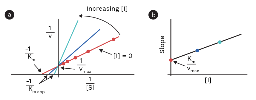 On the left, a Lineweaver-Burk plot represents competitive inhibition, displaying three lines in green, blue, and red. These lines have distinct slopes, corresponding to varying inhibitor concentrations. Yet, they all intersect at the same point on the y-axis. The green line, with the highest inhibitor concentration, shows the steepest increase. The blue line has a lower inhibitor concentration than the green line but higher than the red line, which exhibits the slowest increase. On the right, another plot portrays the slopes of each linear regression against inhibitor concentration, demonstrating a direct relationship – as inhibitor concentration rises, so does the slope of the linear regression line.