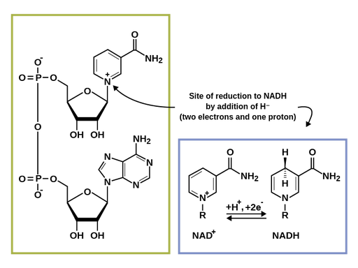 Two illustrations of the chemical structure of N A D plus and the manner in which it is reduced to N A D H by the addition of two electrons and a proton