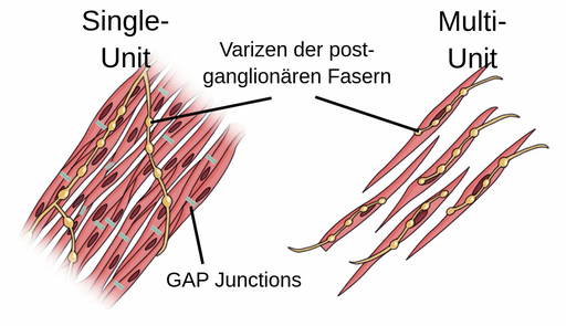 Glatte Muskulatur - Labster Theory