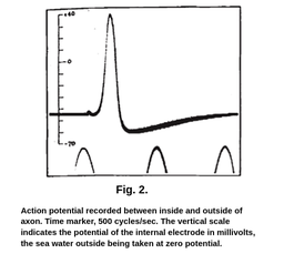 一个图表，显示了霍奇金斯博士和赫克斯利博士的作品的一个关键结果。在图中，垂直刻度从minus 70加上40 mV。从左到右，电位在减去45 mV时开始，然后在加上40 mV的峰值下陡峭上升，在陡峭下降至减去60 mV之前。然后从减去60 mV温和增加至减去45 mV。在图形下方是文本图2，在轴突内外记录的动作电位。时间标记500次每秒周期。垂直尺度表示毫伏内部电极的电位，海水在零电位下采用。